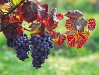 vinobrani.jpg